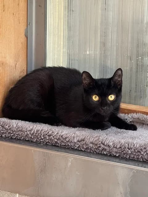 Earth, female young European Shorthair for adoption at Tierschutz Bad Oldesloe e.V., Bad Oldesloe
