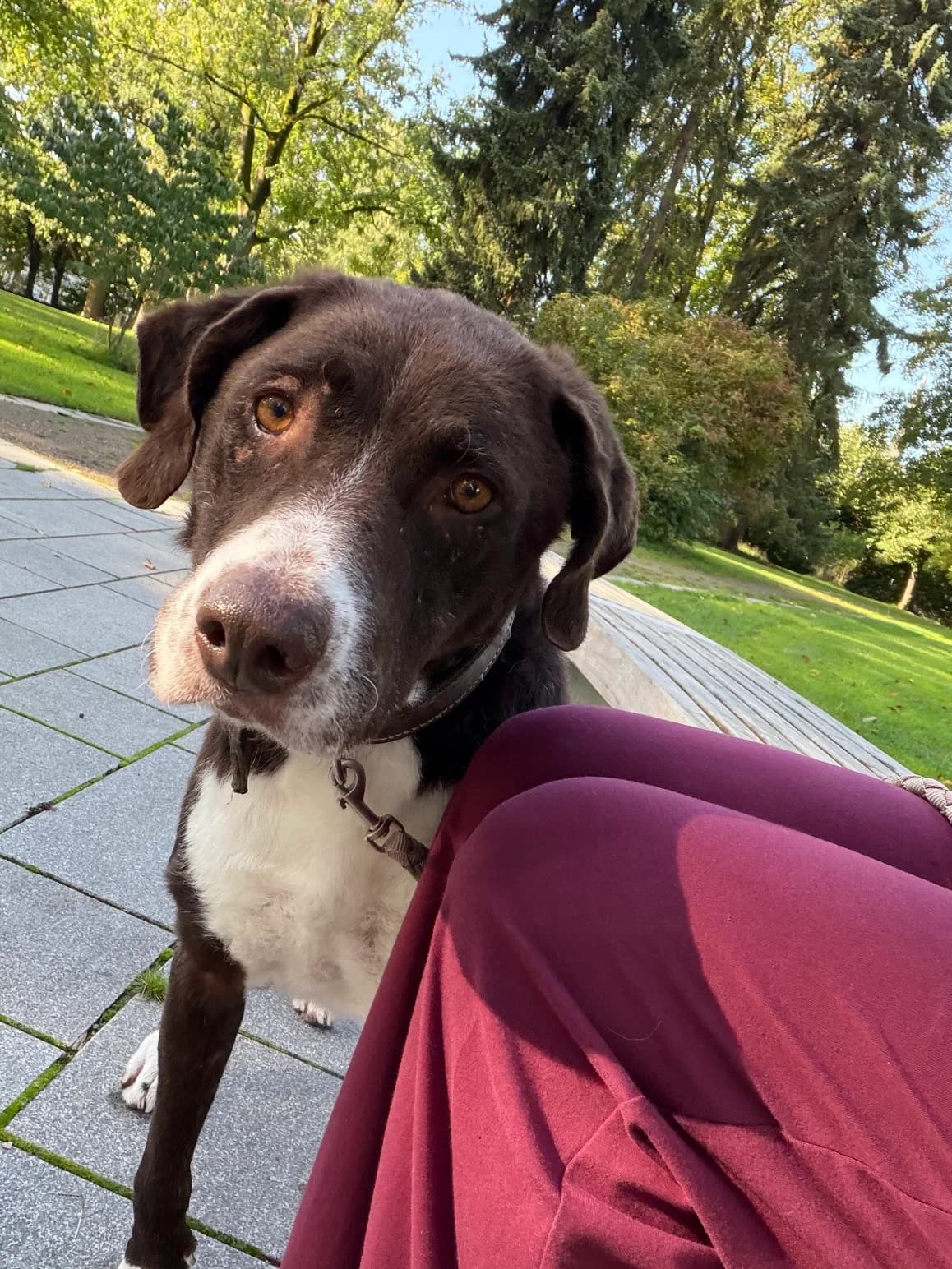 Linse, male senior mixed breed for adoption at Tierschutz Bad Oldesloe e.V., Bad Oldesloe