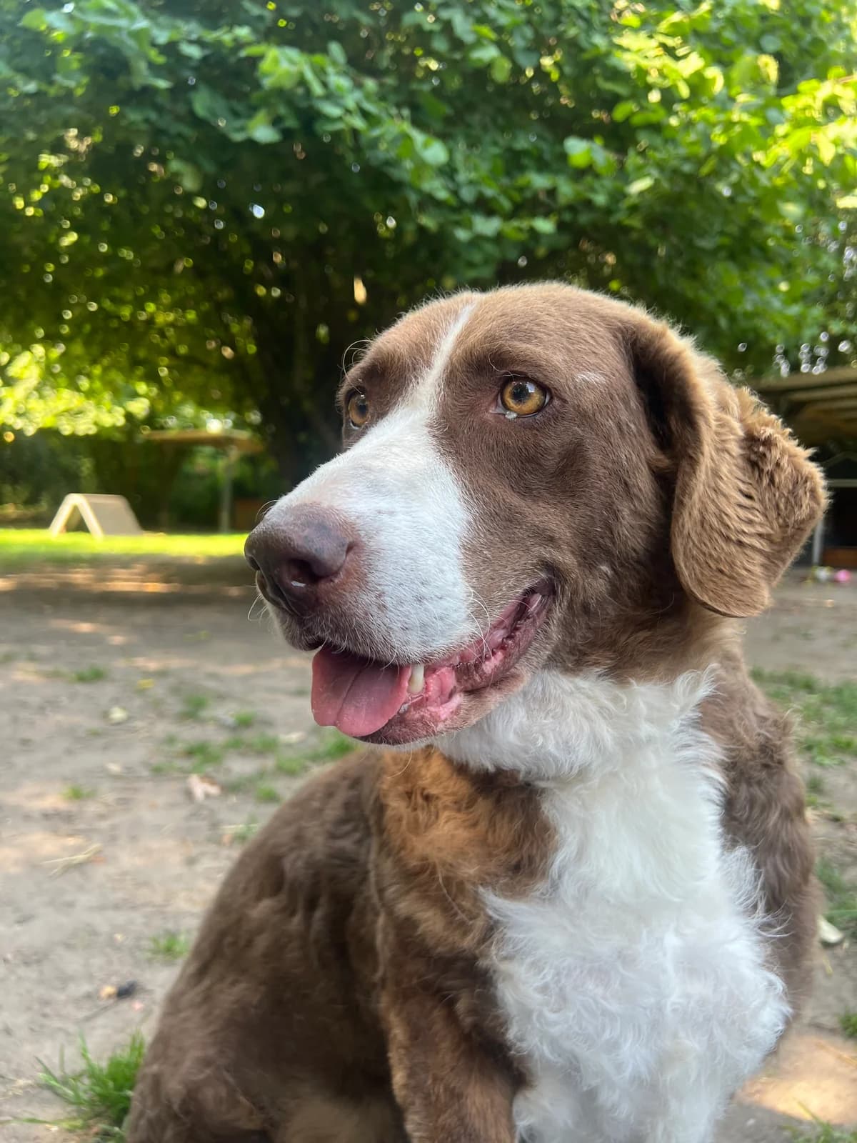 Grete, female senior mixed breed for adoption at Tierschutz Bad Oldesloe e.V., Bad Oldesloe