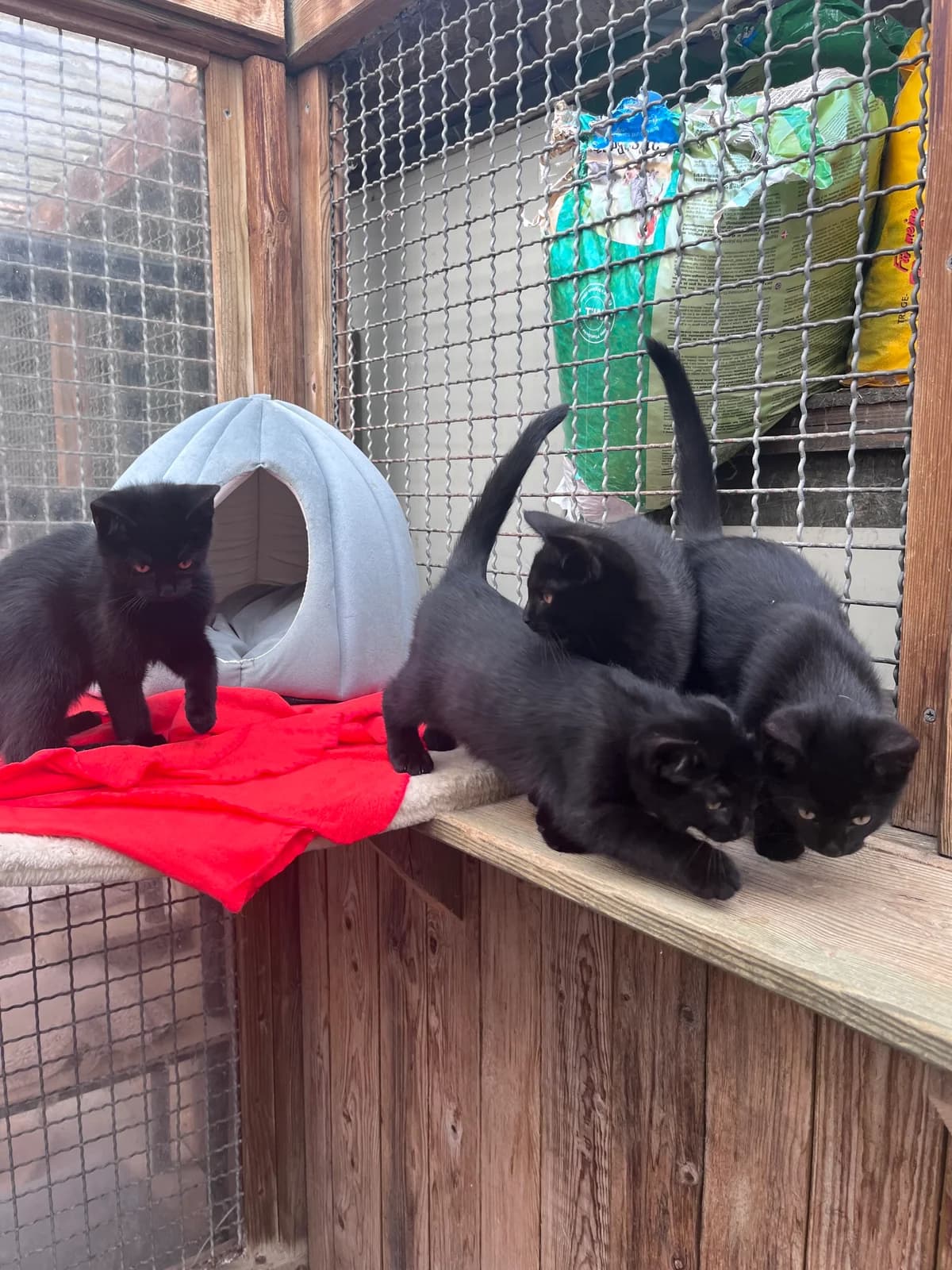 Nobel, female European Shorthair for adoption at Tierschutz Bad Oldesloe e.V., Bad Oldesloe