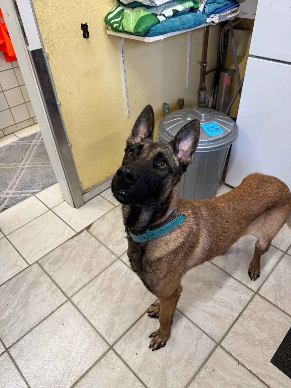 Bari, male young Belgian Malinois for adoption at Tierschutz Bad Oldesloe e.V., Bad Oldesloe
