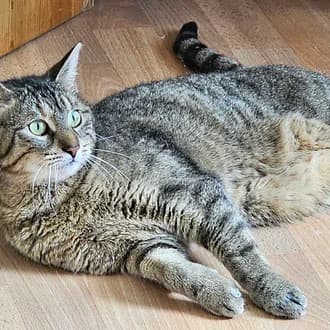 Katzenpärchen, female Mixed Breed for adoption at Tierschutzverein Bad Sachsa e.V.