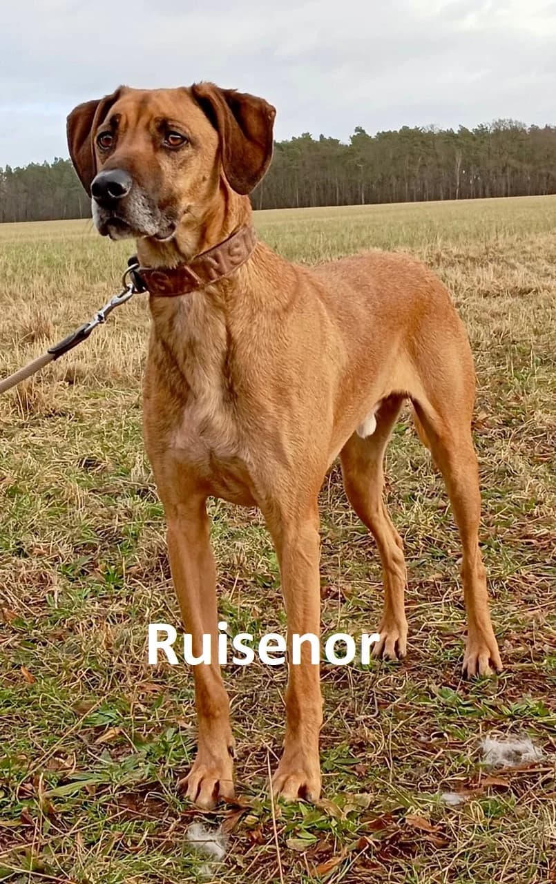 Ruisenor, male 6yo Mixed Breed for adoption at Tierschutzverein Bad Segeberg und Umgebung e.V.
