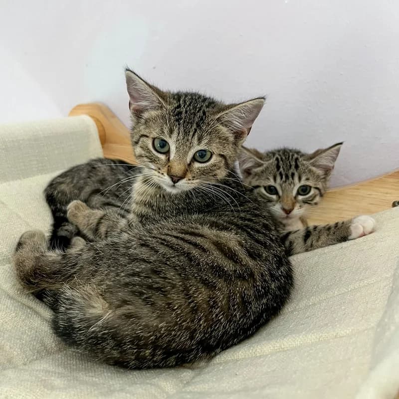 Tulip, Theodora, Tamino, puppy Mixed Breed for adoption at Tierschutz Bingen, Grolsheim