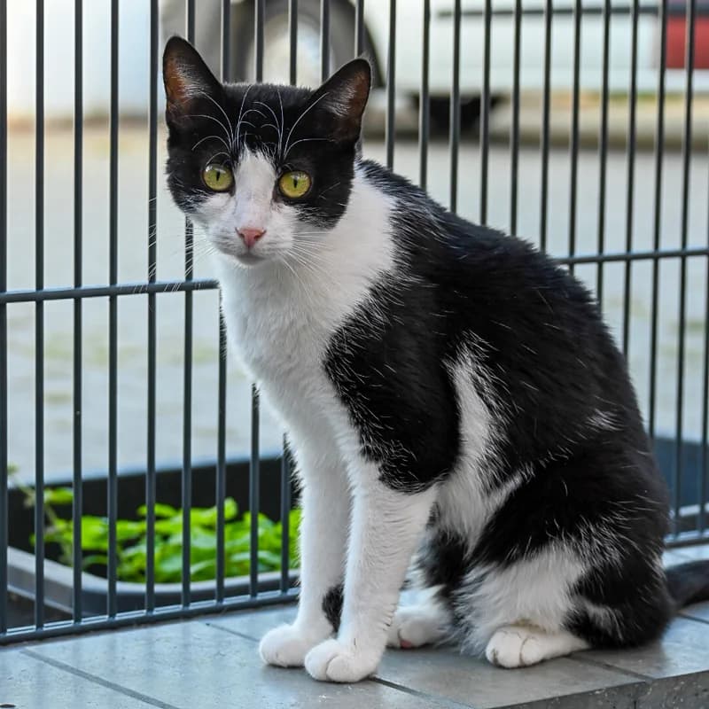 River, schwarz female puppy Mixed Breed for adoption at Tierschutz Bingen, Grolsheim