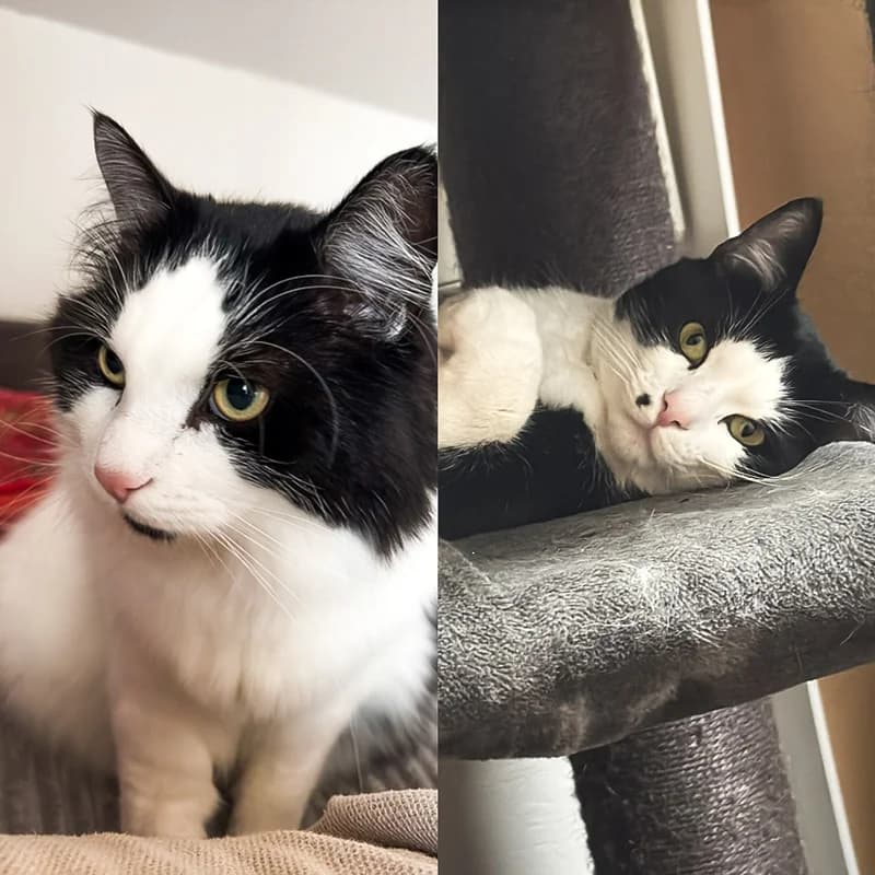 Christoph & Olaf, schwarz male 3yo Mixed Breed for adoption at Tierschutz Bingen, Grolsheim
