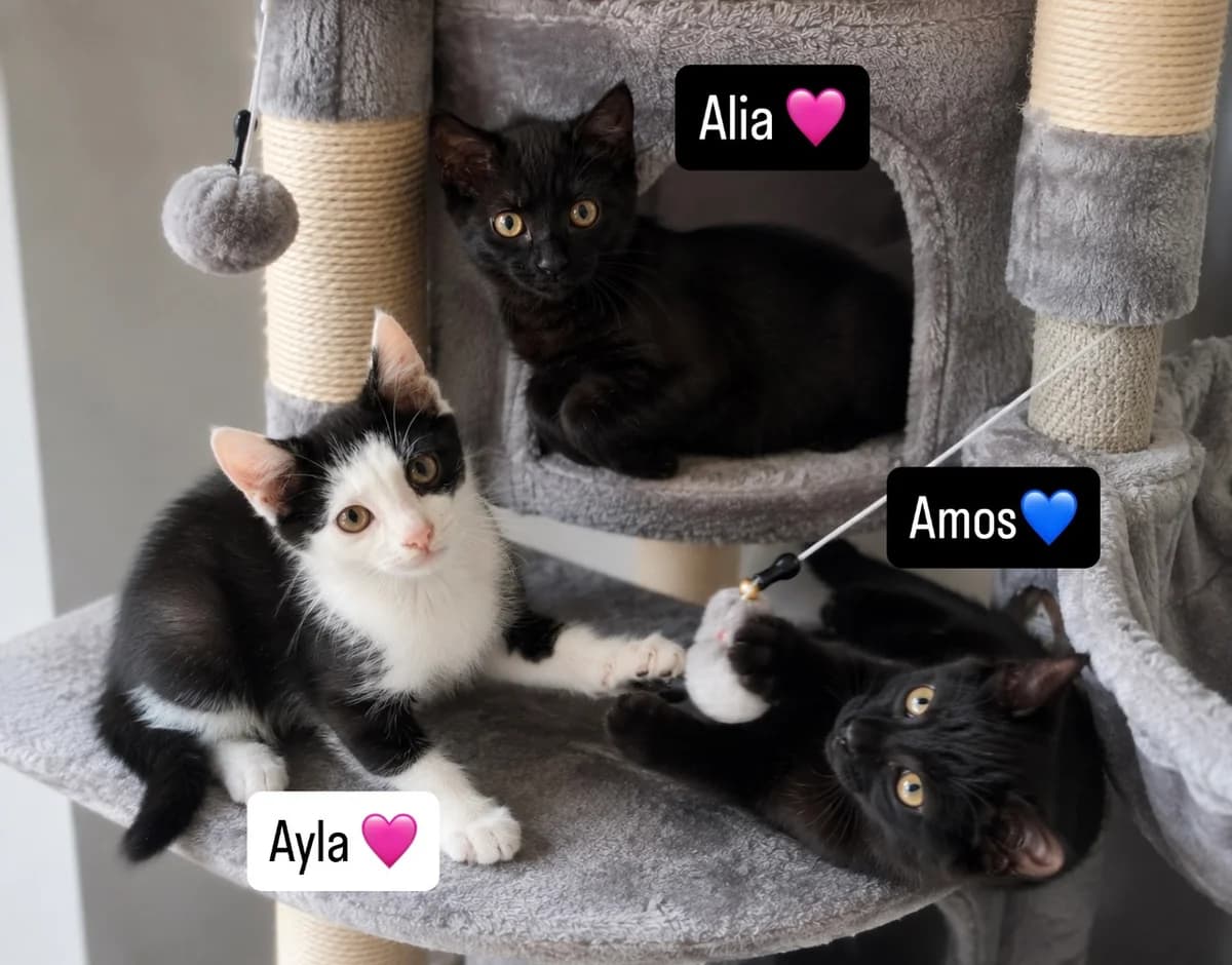 Ayla,Alia & Amos, female 5yo Mixed Breed for adoption at Tierschutzverein Buchen, Buchen