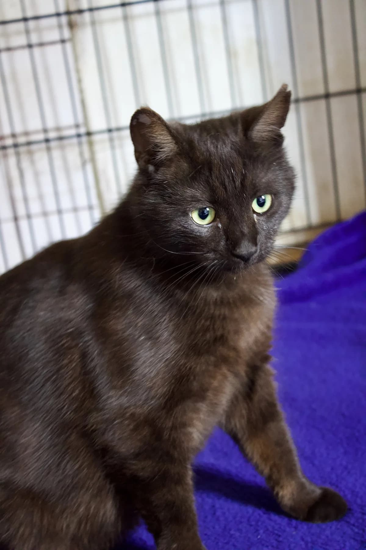 Lucia, female young mixed breed for adoption at Tierschutzverein Buchen, Buchen