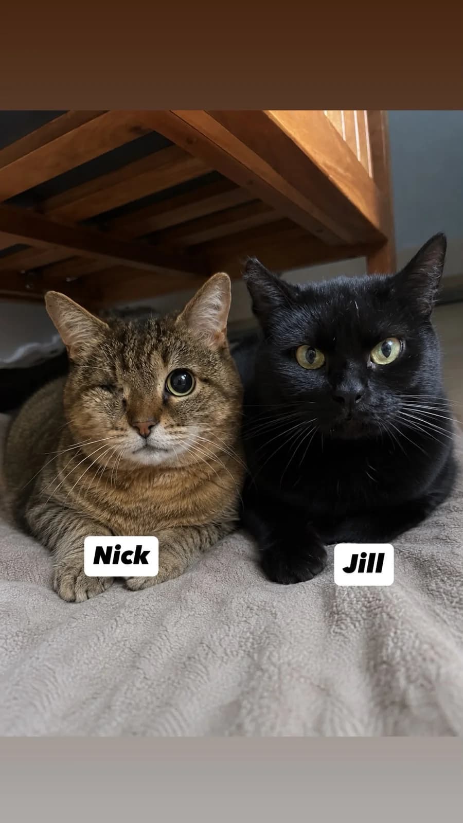 Nik und Jill, female young Mixed Breed for adoption at Tierschutzverein Buchen, Buchen