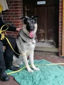 Paul, male senior Mixed Breed for adoption at Tierschutzverein Bunte Kuh e.V. Leer