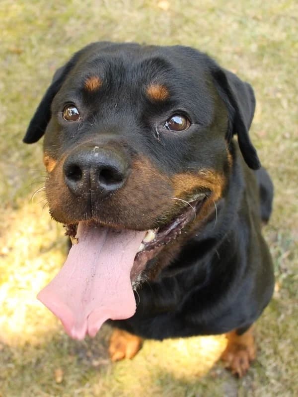Devil, Mixed Breed for adoption at Tierschutz Celle, Celle