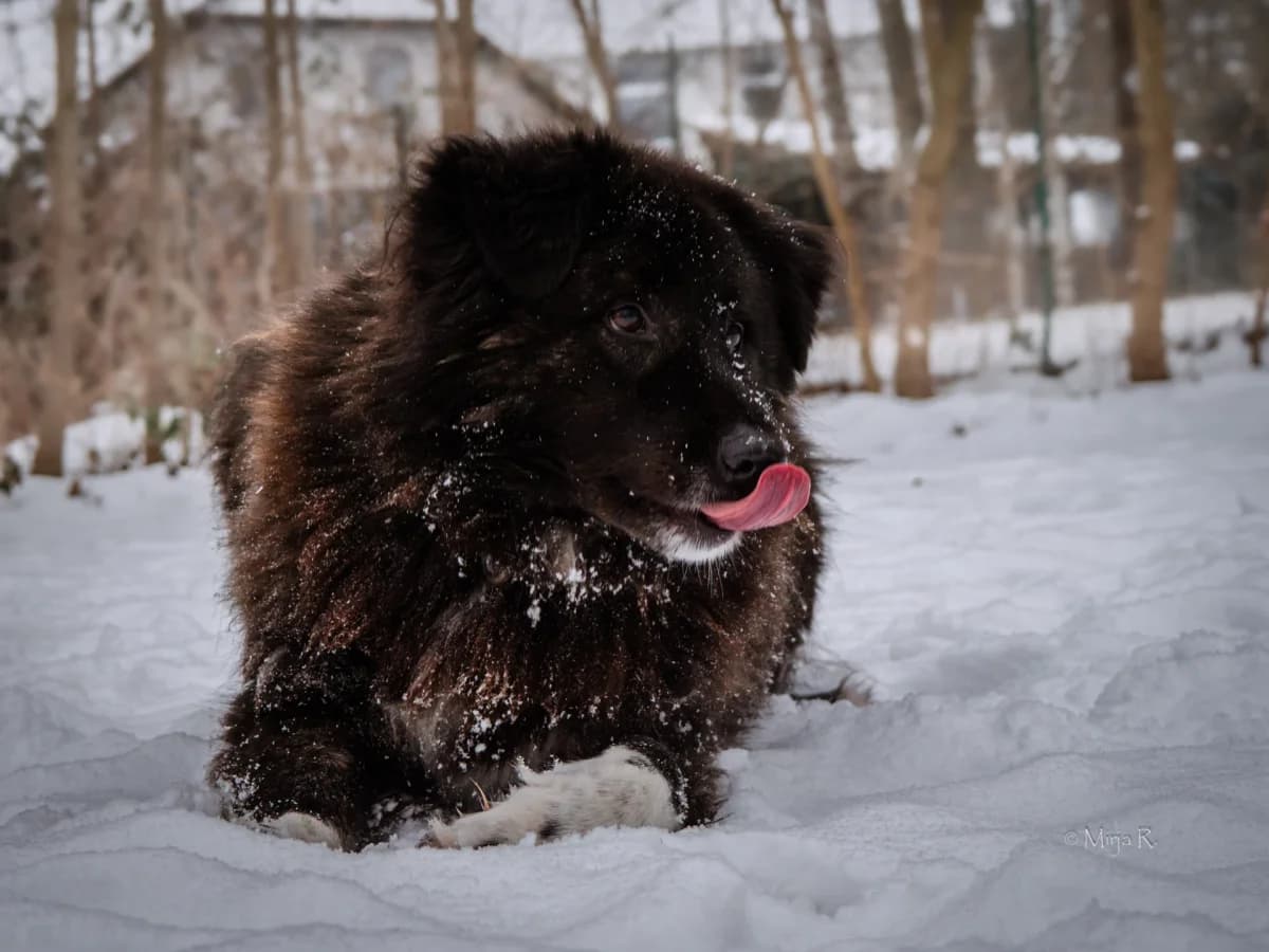 Buster, male Mixed Breed for adoption at Tierschutz Celle, Celle