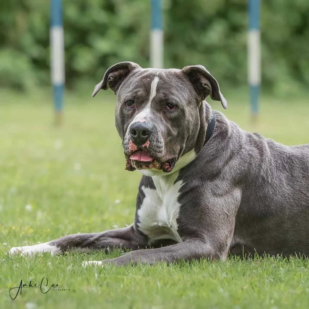 Thanos, male American Bully for adoption at Tierschutz Celle, Celle