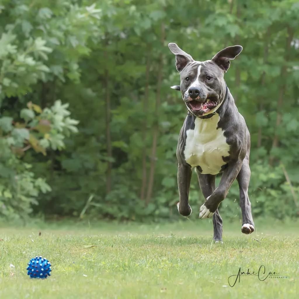 Thanos, male American Bully for adoption at Tierschutz Celle, Celle