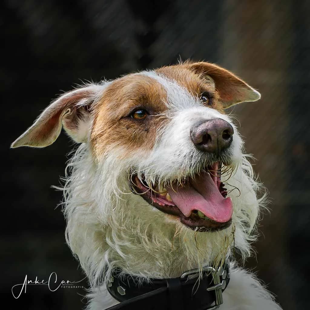 Eddy, male Podenco for adoption at Tierschutz Celle, Celle