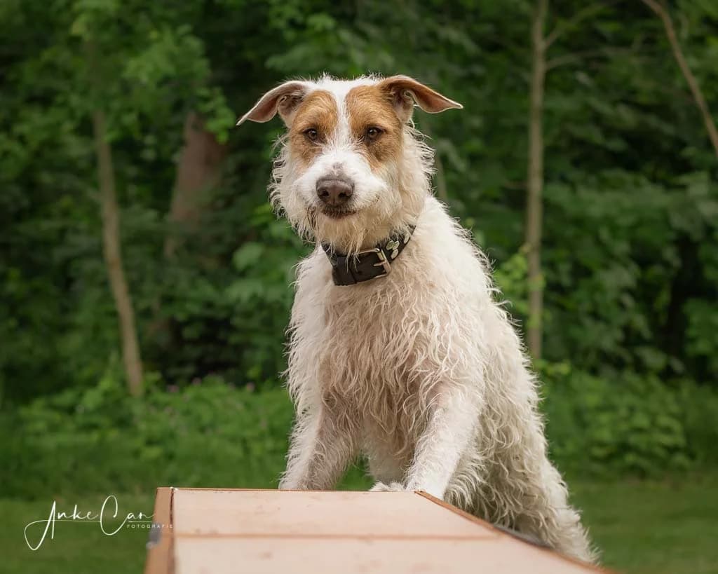 Eddy, male Podenco for adoption at Tierschutz Celle, Celle