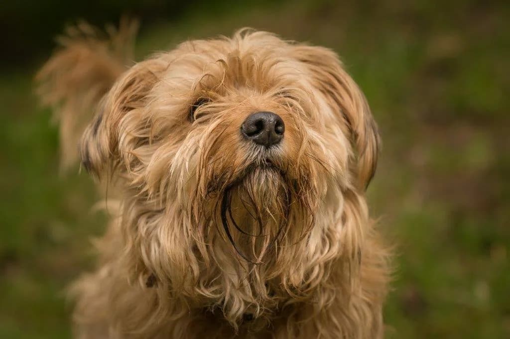 Kuba, male mixed breed for adoption at Tierschutz Celle, Celle