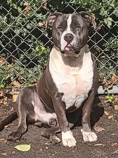 American Staffordshire-Terrier, male mixed breed for adoption at Tierschutz Celle, Celle