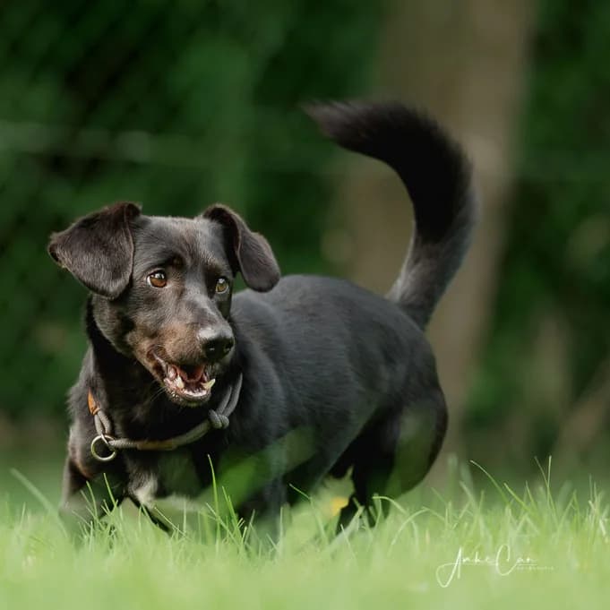 Nico, male Dachshund for adoption at Tierschutz Celle, Celle