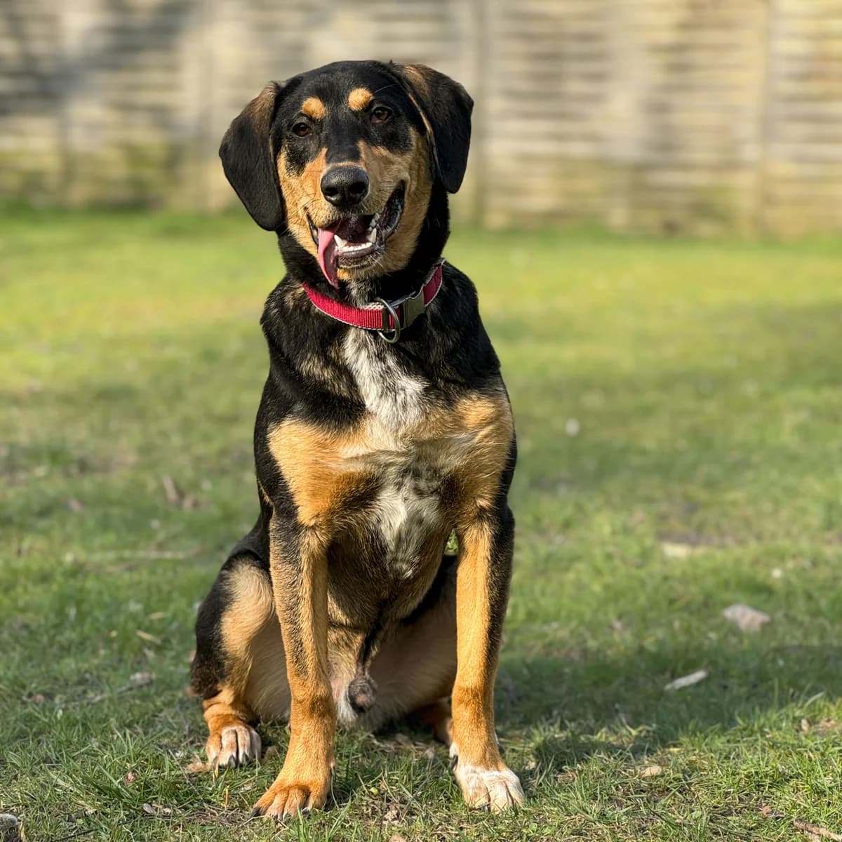 Snico, male mixed breed for adoption at Tierschutz Celle, Celle