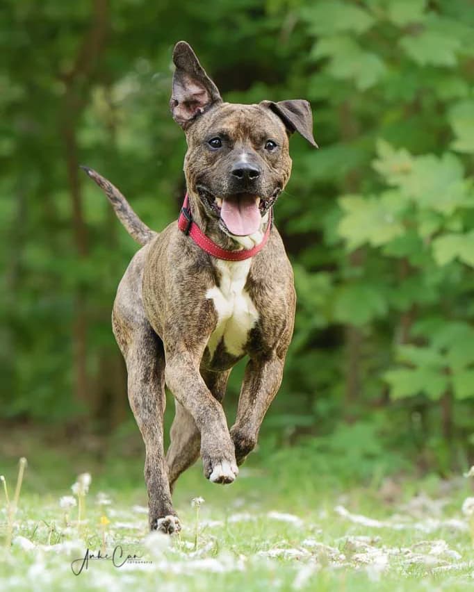 Fährmann, male mixed breed for adoption at Tierschutz Celle, Celle