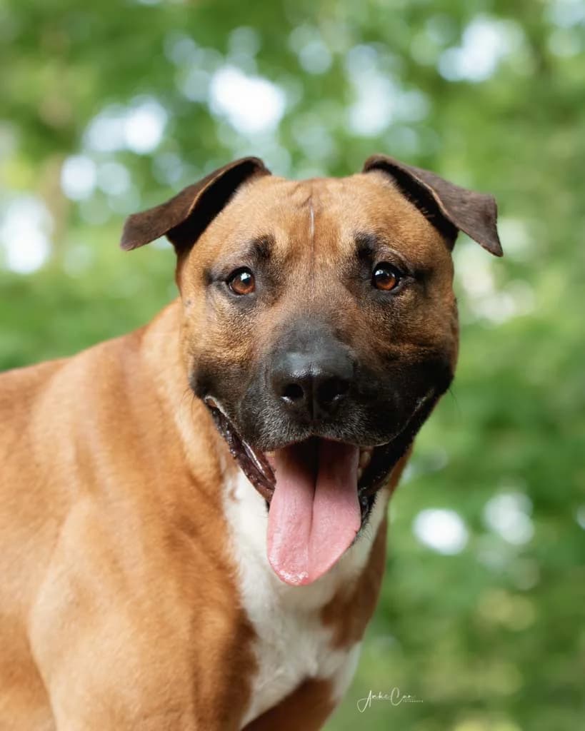 Birdy, male Mixed Breed for adoption at Tierschutz Celle, Celle