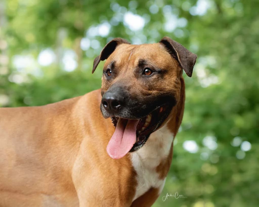 Birdy, male Mixed Breed for adoption at Tierschutz Celle, Celle