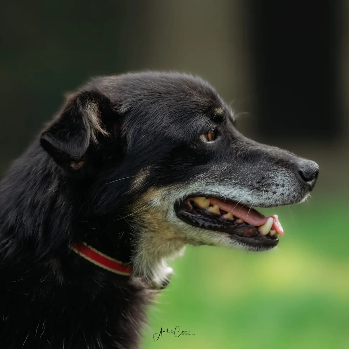 Edgar, male Mixed Breed for adoption at Tierschutz Celle, Celle
