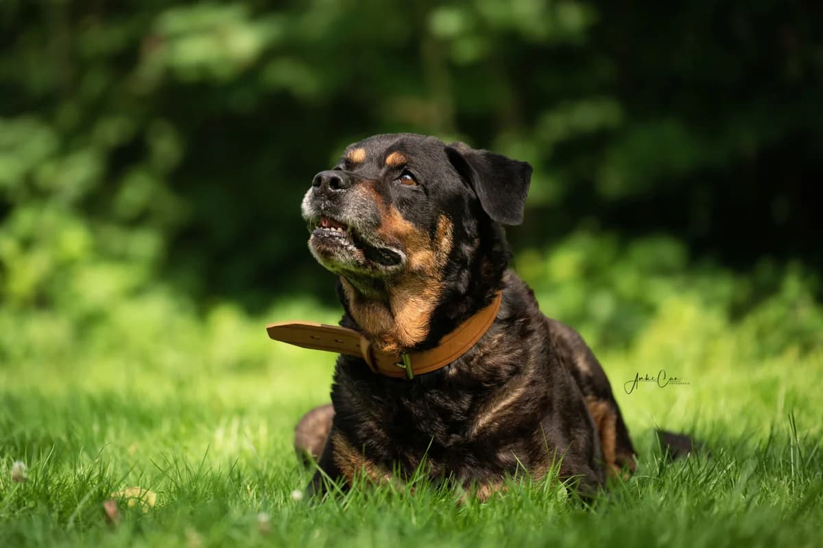 Benjamin, Mixed Breed for adoption at Tierschutz Celle, Celle