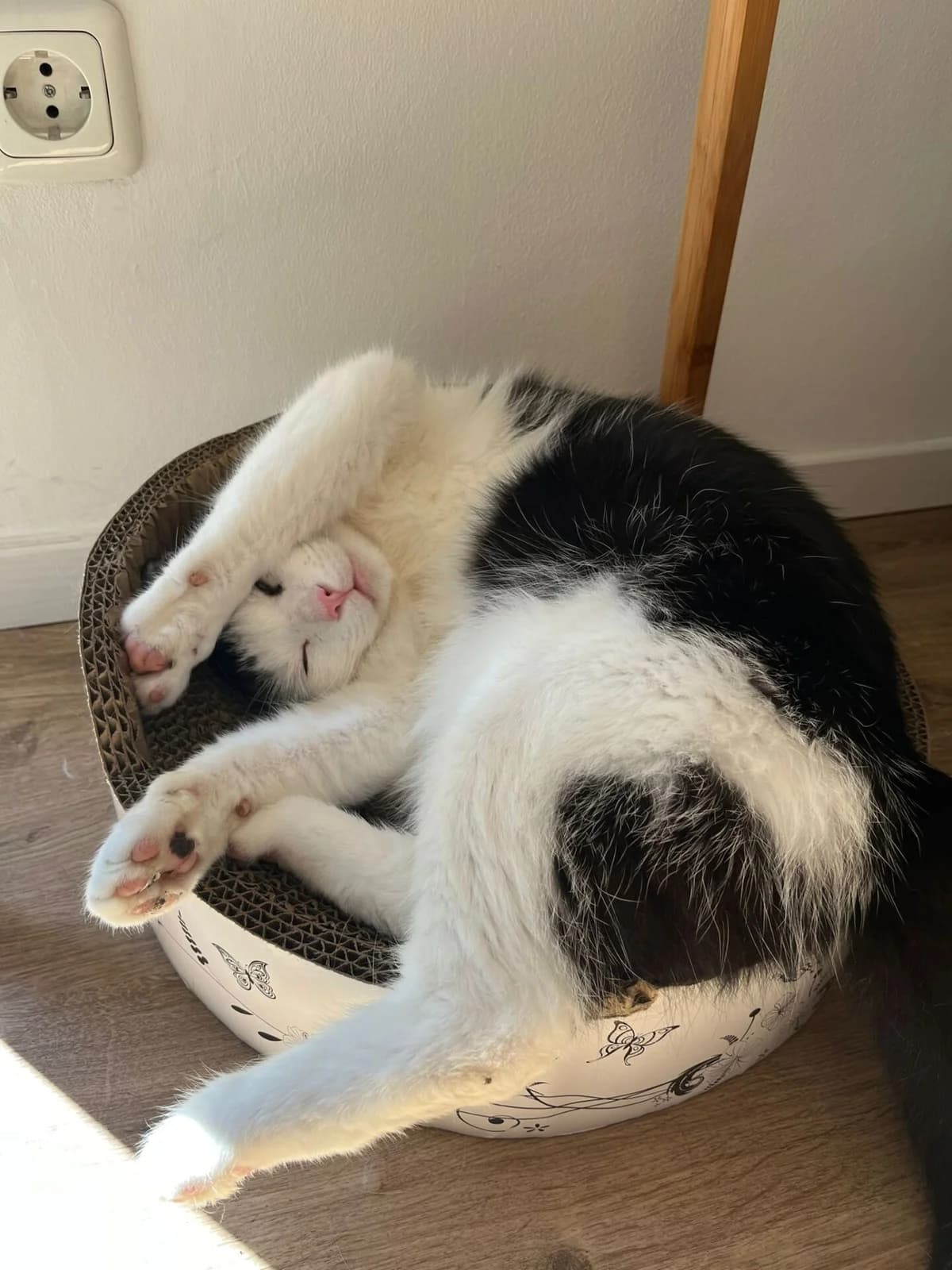 Piet, male mixed breed for adoption at Tierschutz Celle, Celle