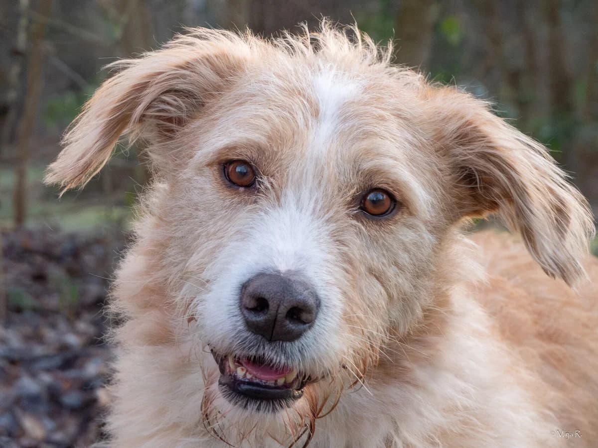 Gusti, male mixed breed for adoption at Tierschutz Celle, Celle