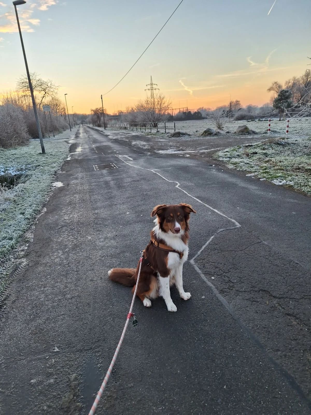Mailo, male Mixed Breed for adoption at Tierschutz Celle, Celle