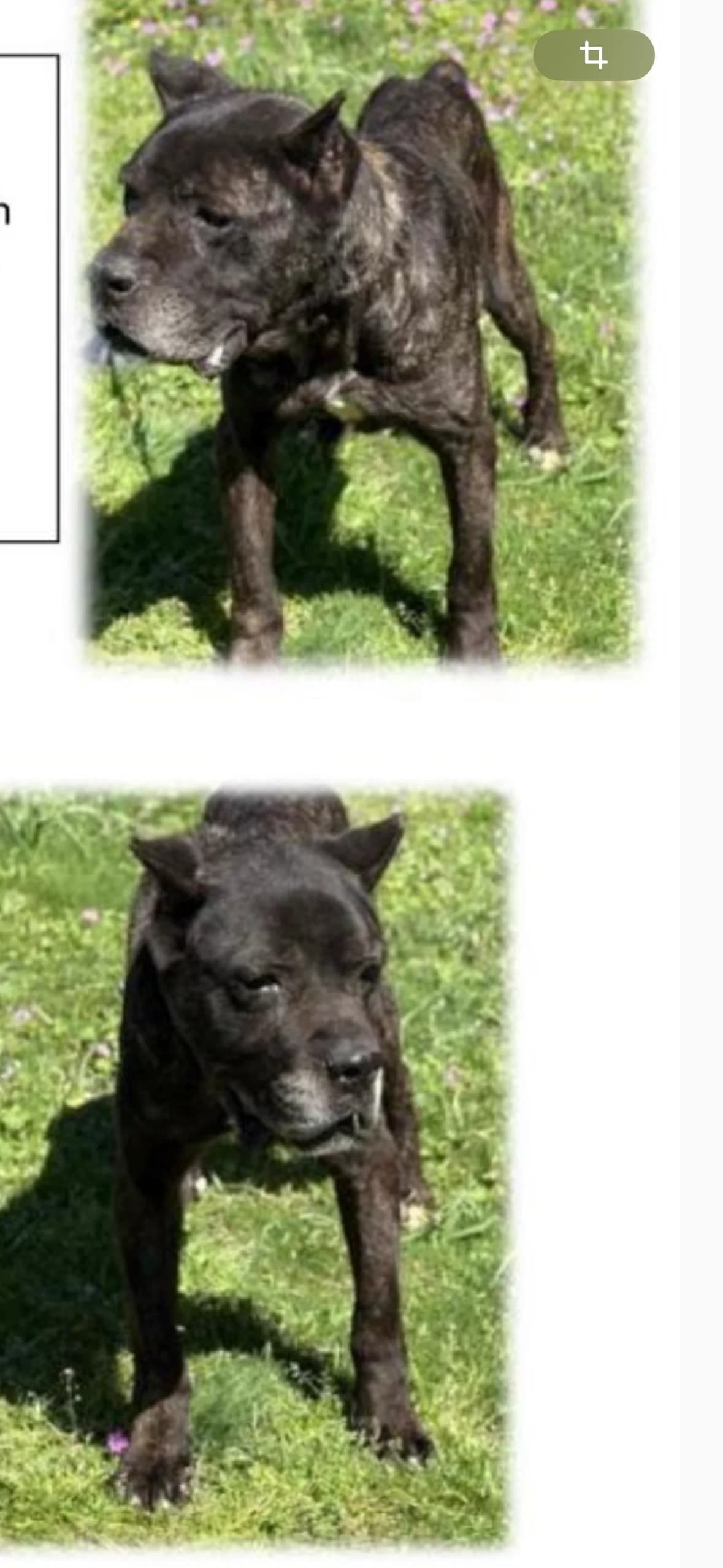 Jack, male senior Cane Corso for adoption at Tierschutz Celle, Celle