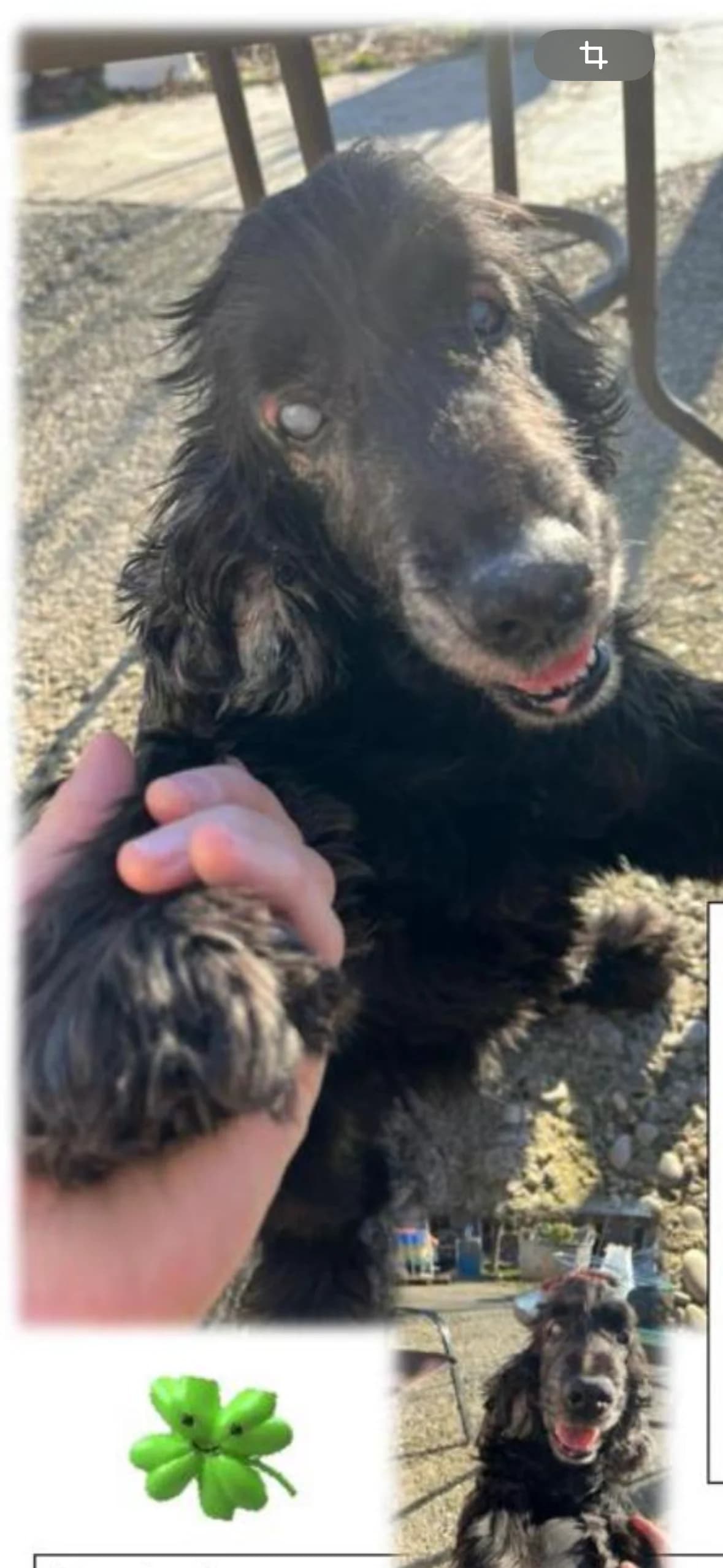 Cocki, sucht Gnadenplatz, male Cocker Spaniel for adoption at Tierschutz Celle, Celle