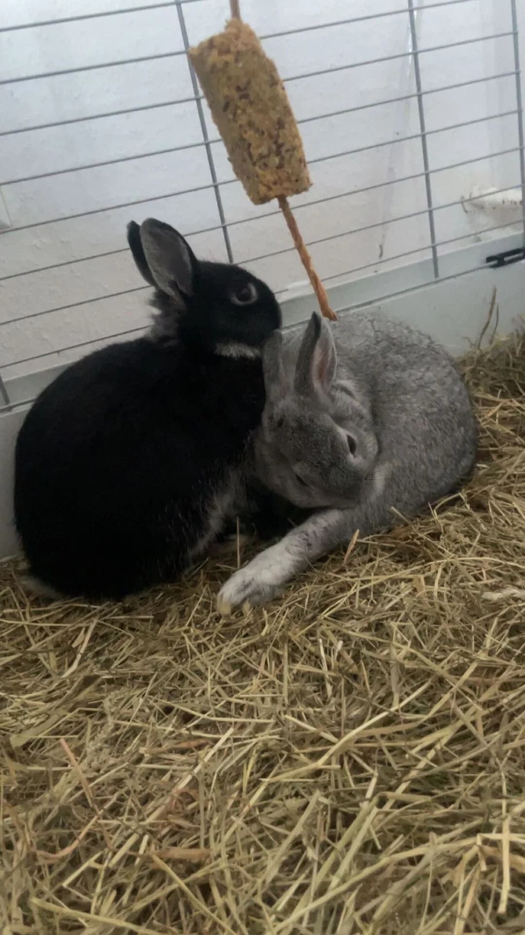 Kaninchenböcke, male mixed breed for adoption at Tierschutz Celle, Celle