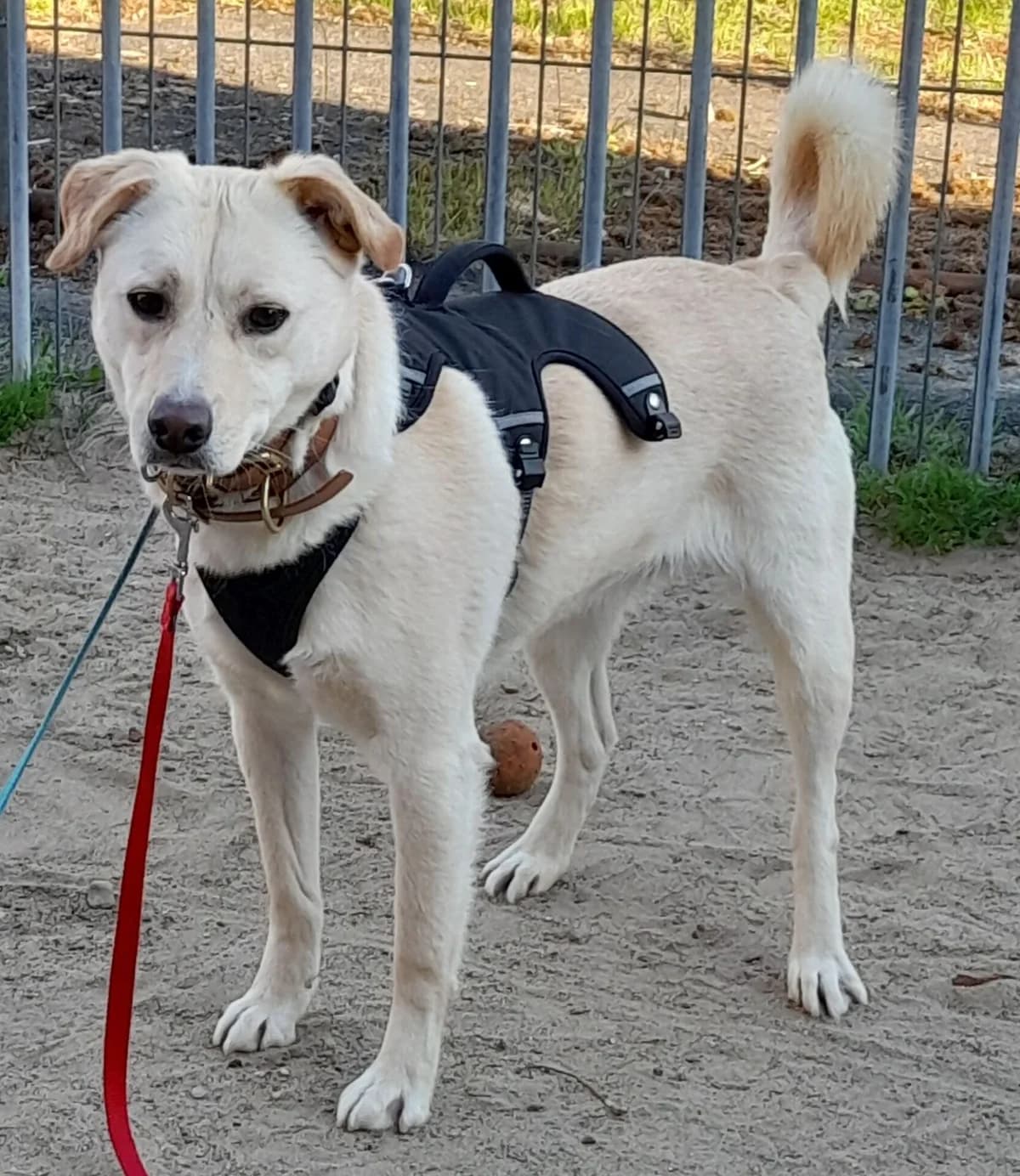 Henry, male Mixed Breed for adoption at Tierschutz Celle, Celle