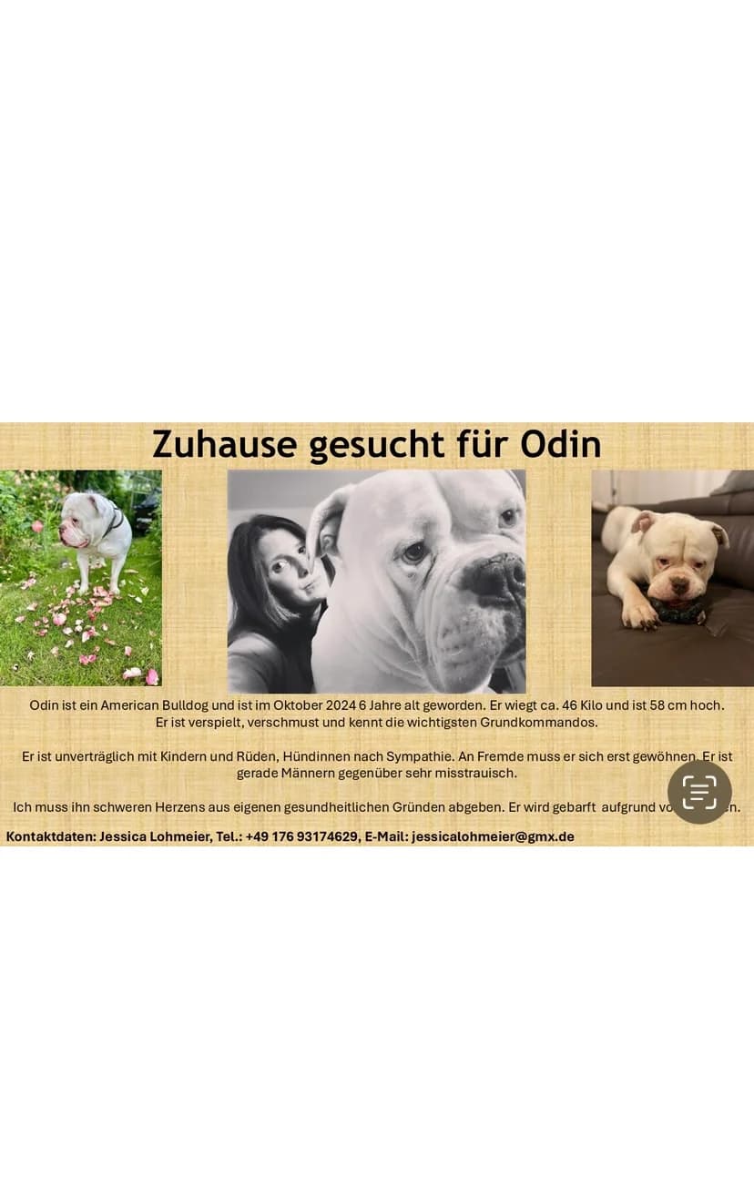 Odin, male English Bulldog for adoption at Tierschutz Celle, Celle