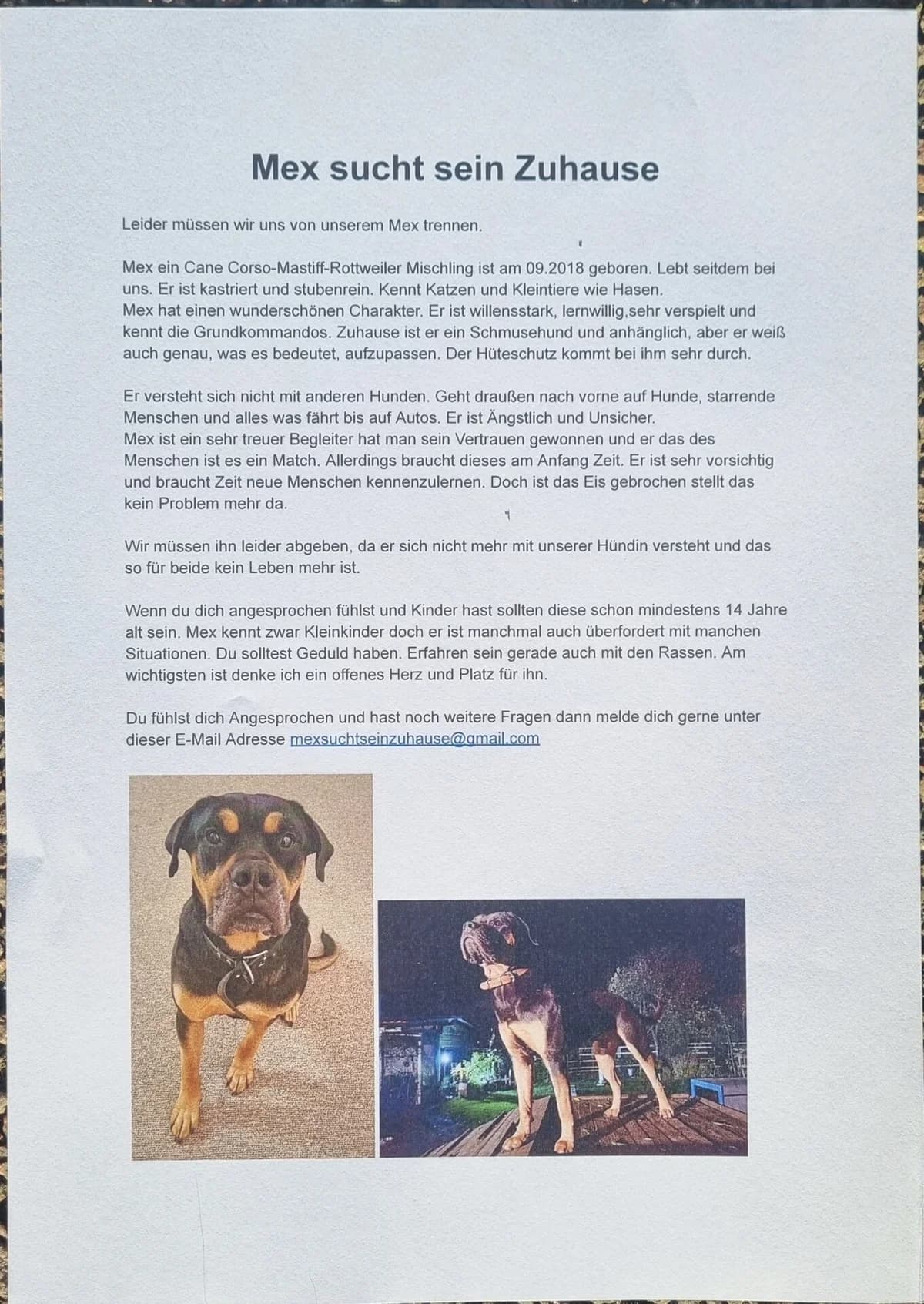 Mex, male Mixed Breed for adoption at Tierschutz Celle, Celle