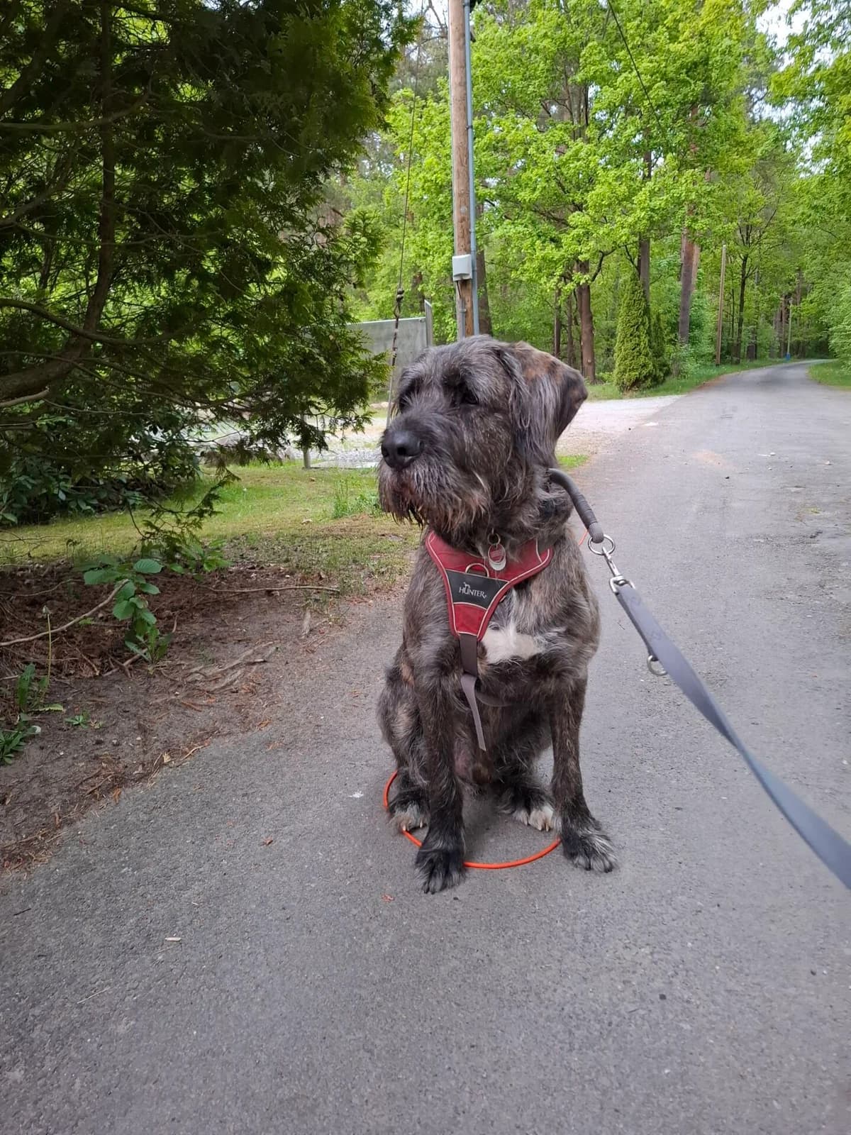Dumbo, male Giant Schnauzer for adoption at Tierschutz Celle, Celle
