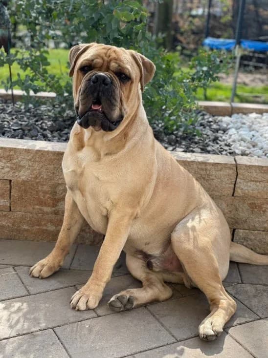 Esko, male Bullmastiff for adoption at Tierschutz Celle, Celle