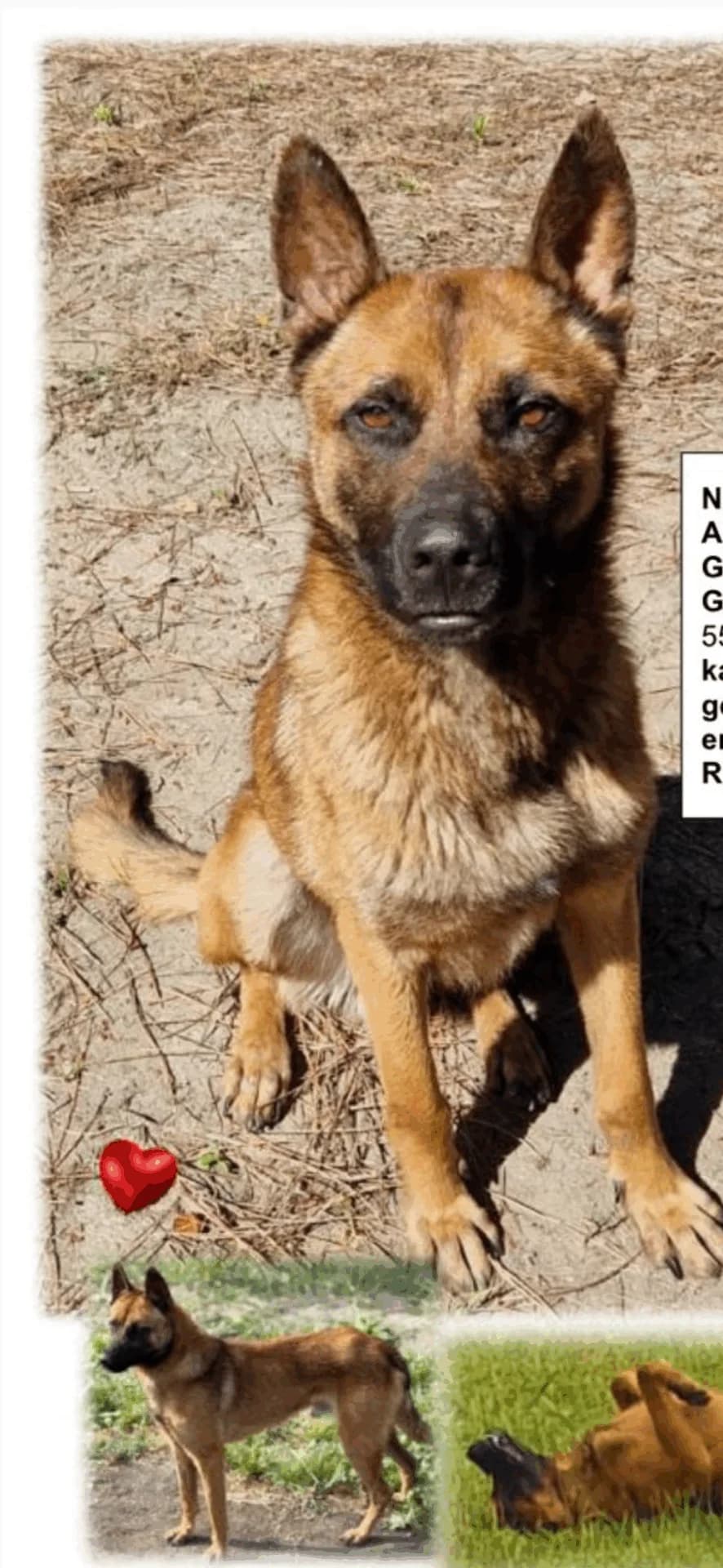 Fritz, male Belgian Malinois for adoption at Tierschutz Celle, Celle