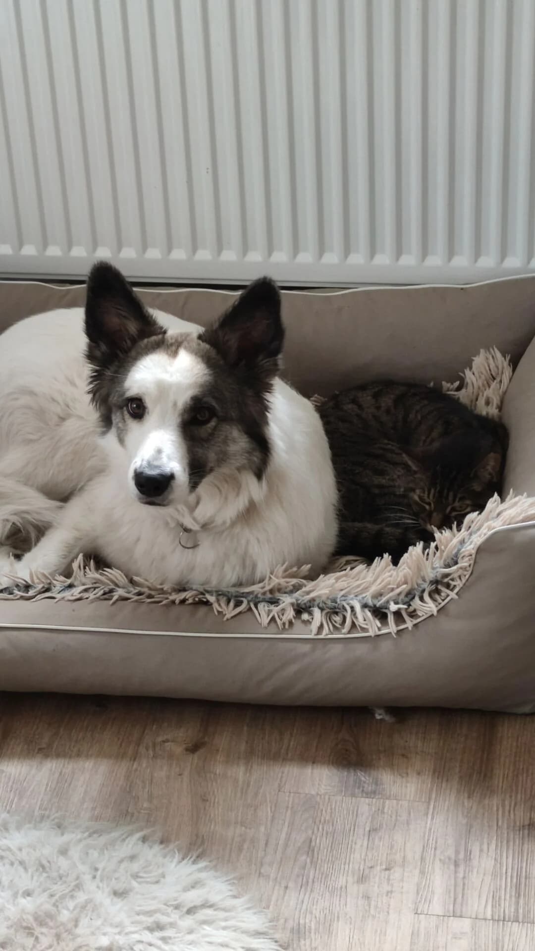 Yuma, female Border Collie for adoption at Tierschutz Celle, Celle