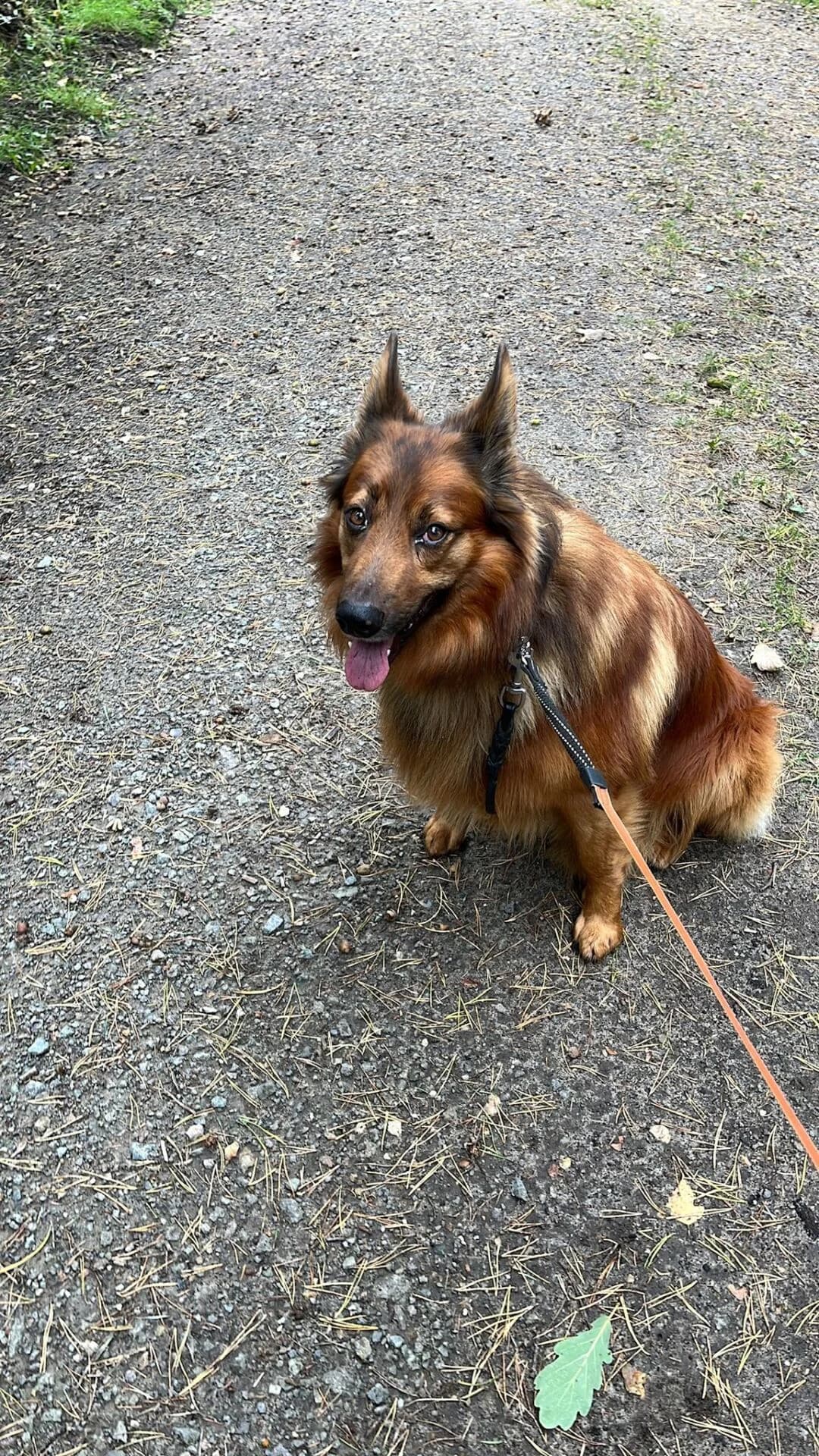 Paco, male Harzer Fuchs for adoption at Tierschutz Celle, Celle