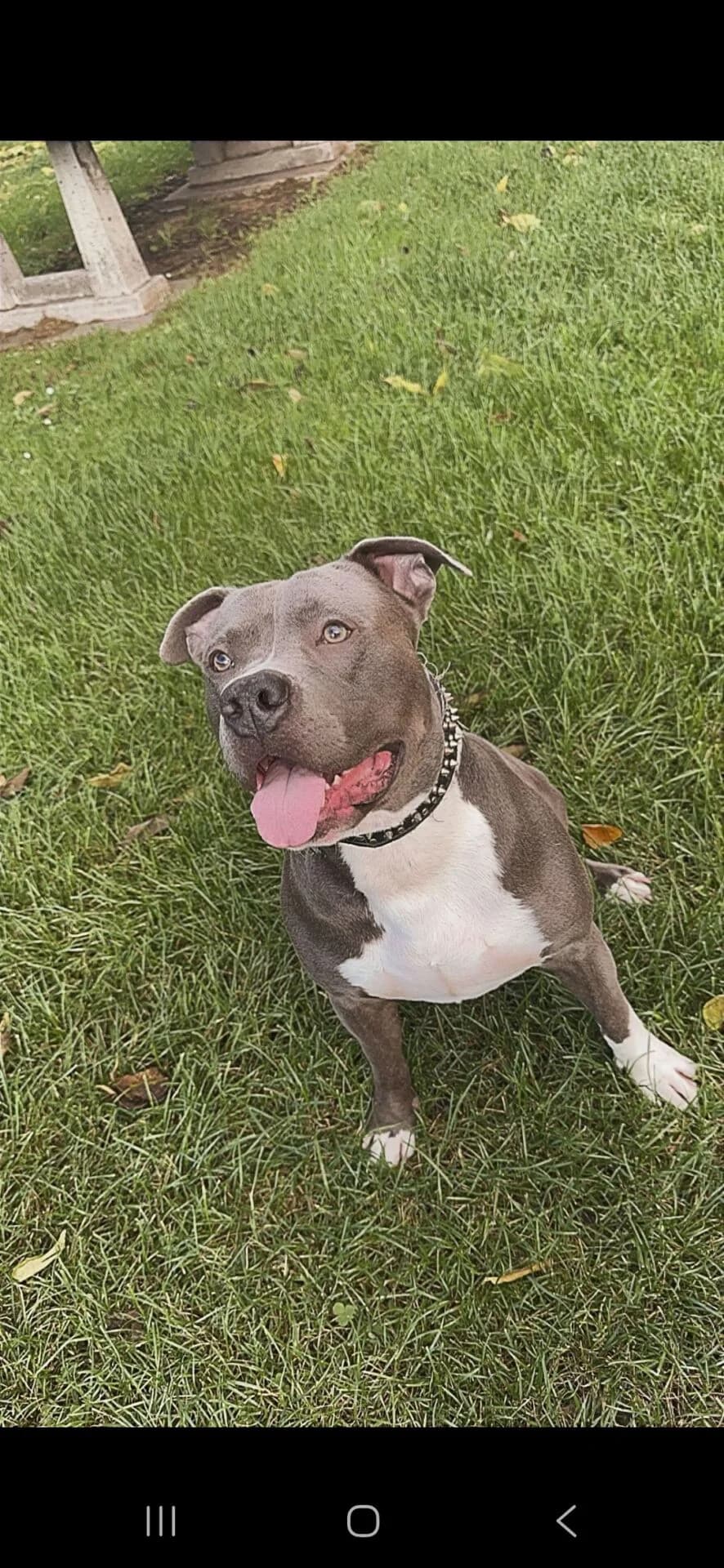 Chaco, male Pit Bull Terrier for adoption at Tierschutz Celle, Celle