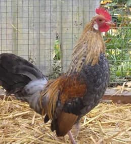 2 Zwerghähne, Mixed Breed for adoption at Tierschutz Celle, Celle