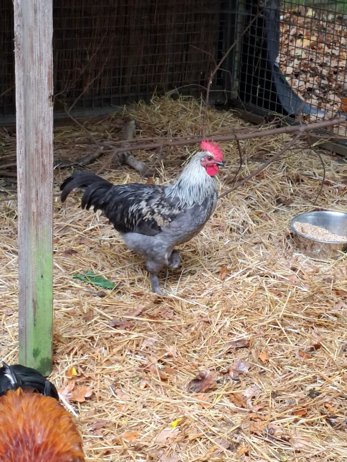 6 Mischlingshähne, male mixed breed for adoption at Tierschutz Celle, Celle