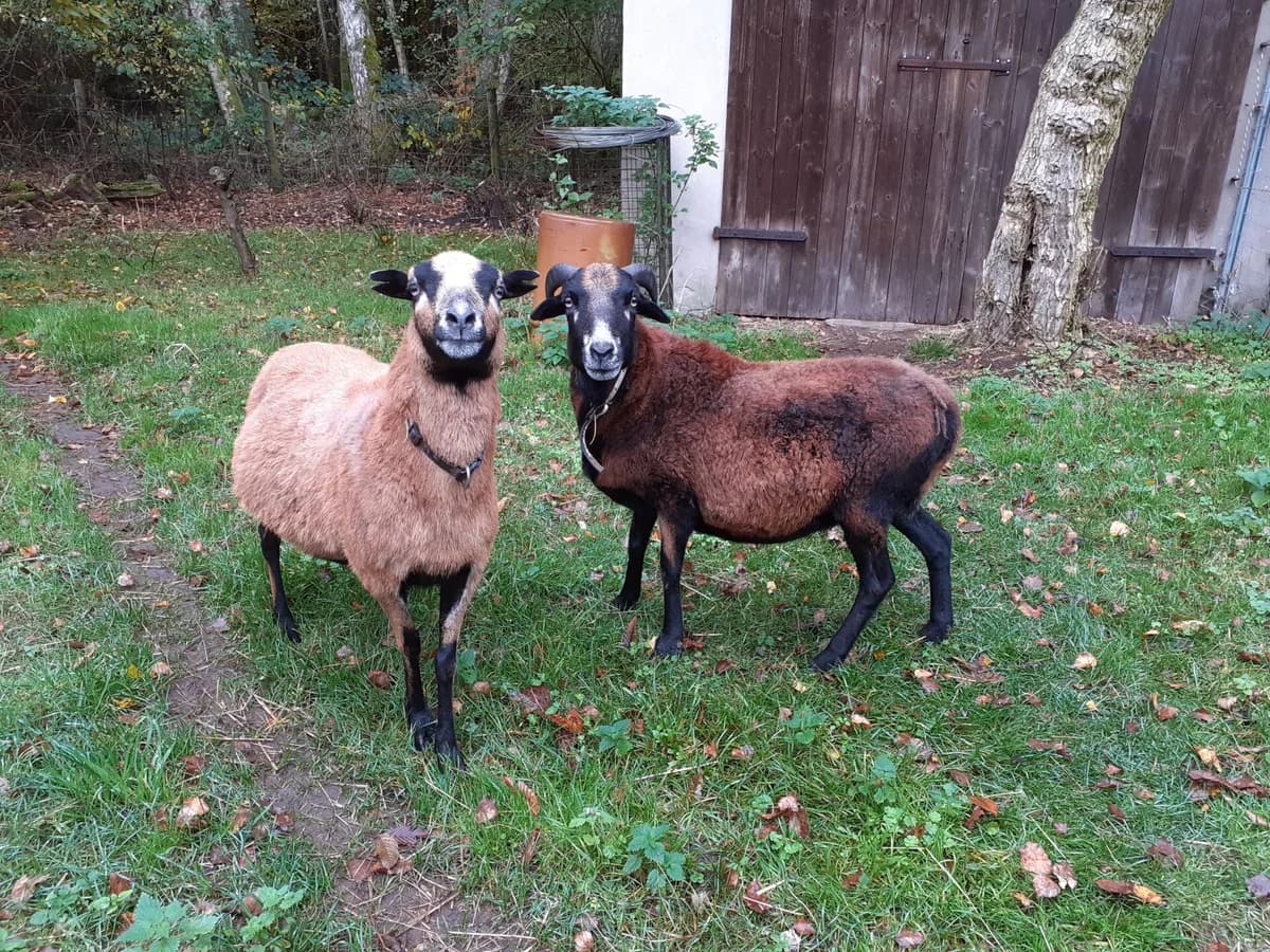 Schlitzohr & Mampffred, mixed breed for adoption at Tierschutz Celle, Celle