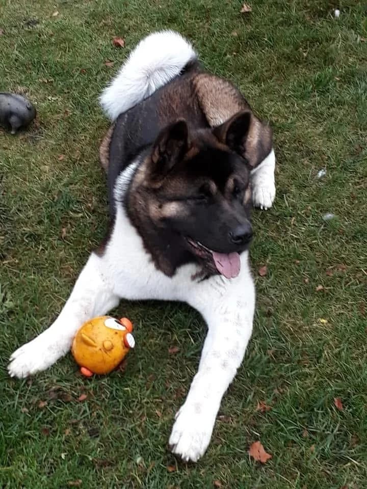 Ben, male Akita for adoption at Tierschutz Celle, Celle