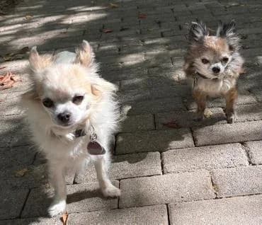 Mia und Filou, senior Chihuahua for adoption at Tierschutz Celle, Celle