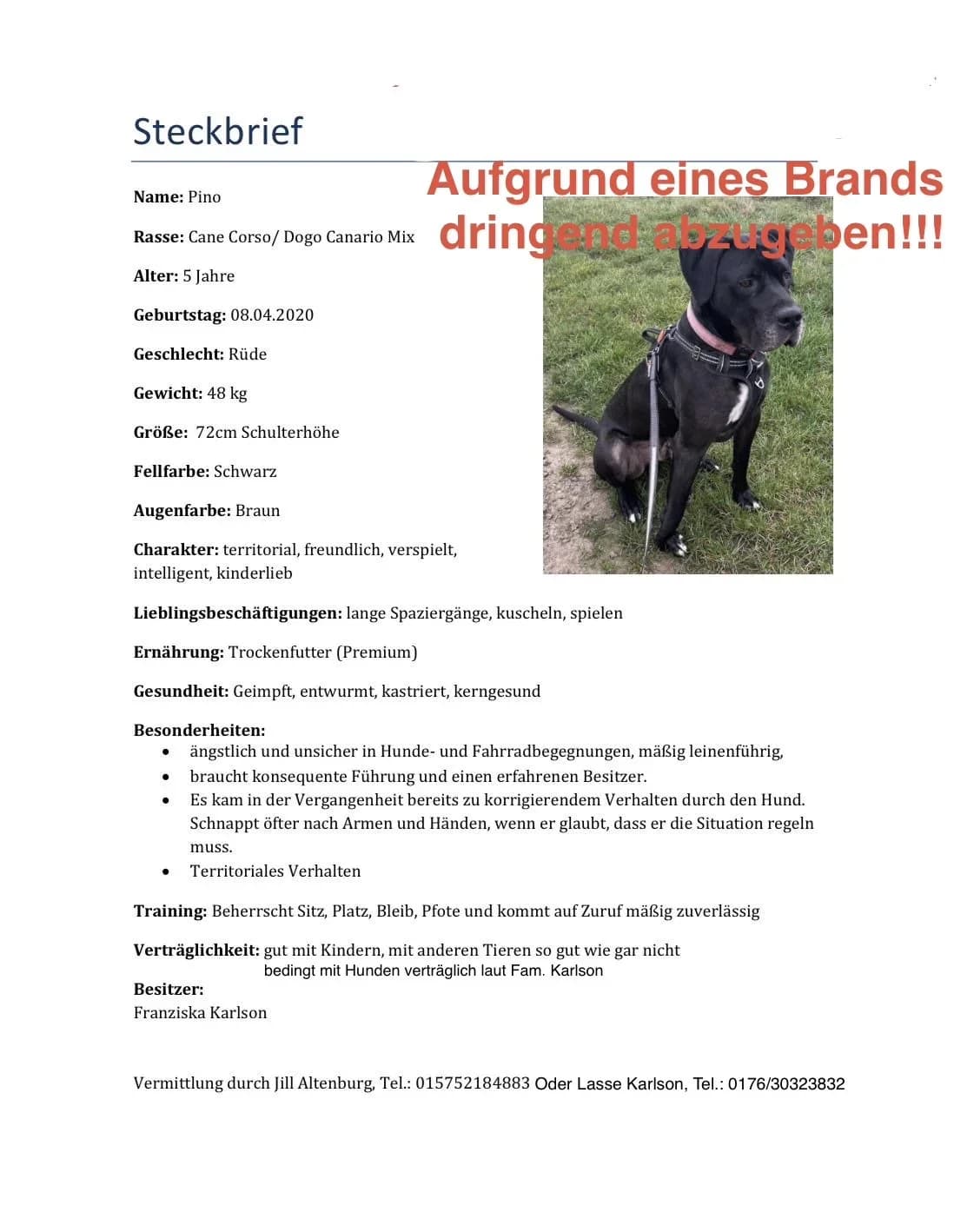 Pino, Cane Corso for adoption at Tierschutz Celle, Celle